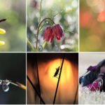 macrophoto
